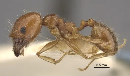 Pheidole morrisii specimen CASENT0917780 image casent0917780_4