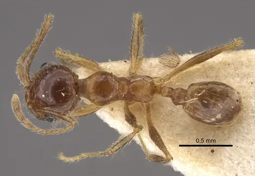 Pheidole morrisii specimen CASENT0917781 image casent0917781_1