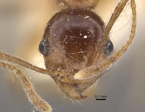 Pheidole morrisii specimen CASENT0917781 image casent0917781_2