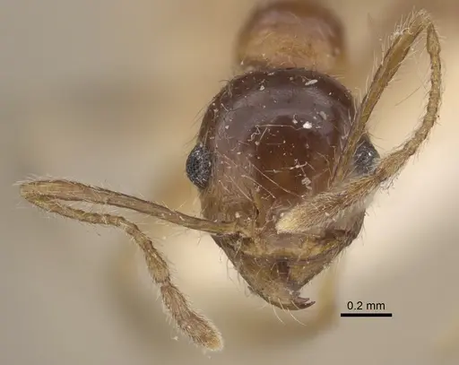 Pheidole morrisii specimen CASENT0917781 image casent0917781_3