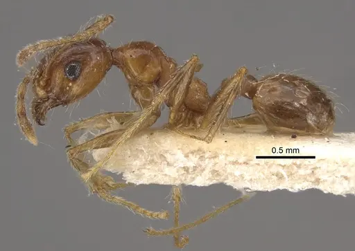 Pheidole morrisii specimen CASENT0917781 image casent0917781_4