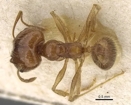 Pheidole morrisii specimen CASENT0922217 image casent0922217_1