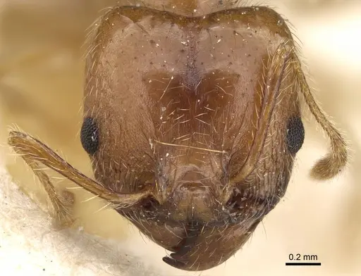 Pheidole morrisii specimen CASENT0922217 image casent0922217_2