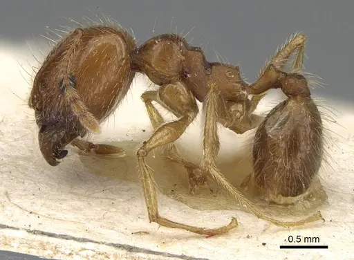 Pheidole morrisii specimen CASENT0922217 image casent0922217_3