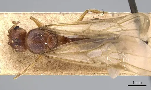 Pheidole morrisii specimen CASENT0922218 image casent0922218_1