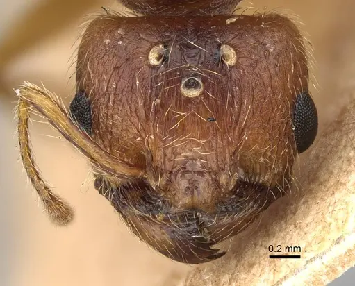 Pheidole morrisii specimen CASENT0922218 image casent0922218_2