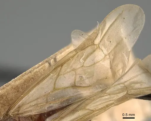 Pheidole morrisii specimen CASENT0922218 image casent0922218_4