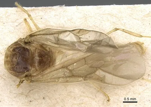Pheidole morrisii specimen CASENT0922219 image casent0922219_1