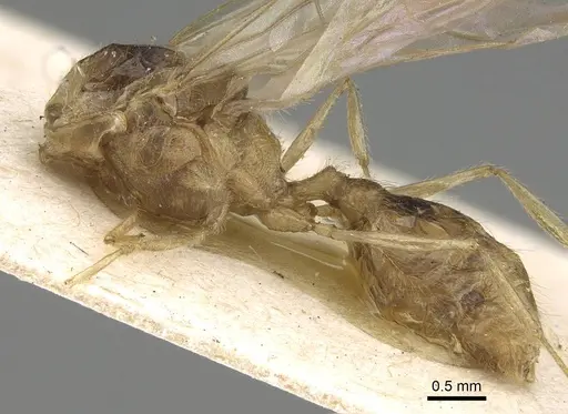 Pheidole morrisii specimen CASENT0922219 image casent0922219_2