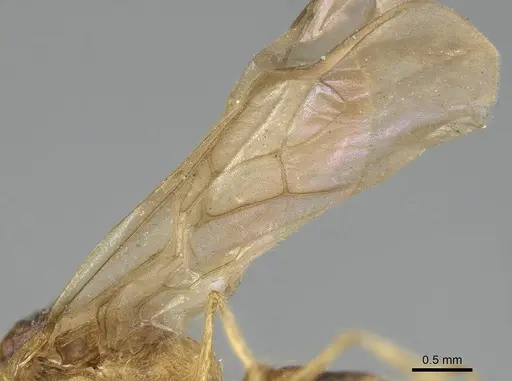 Pheidole morrisii specimen CASENT0922219 image casent0922219_3