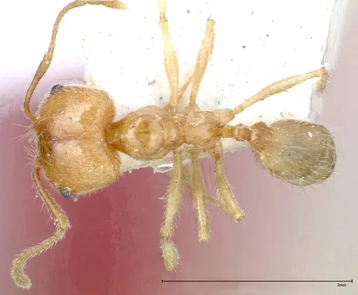 Pheidole morrisii specimen FOCOL0245-1 image focol0245-1_1