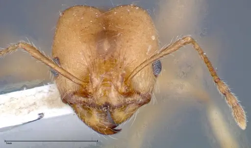 Pheidole morrisii specimen FOCOL0245-1 image focol0245-1_2