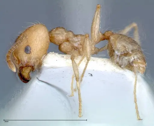 Pheidole morrisii specimen FOCOL0245-1 image focol0245-1_3