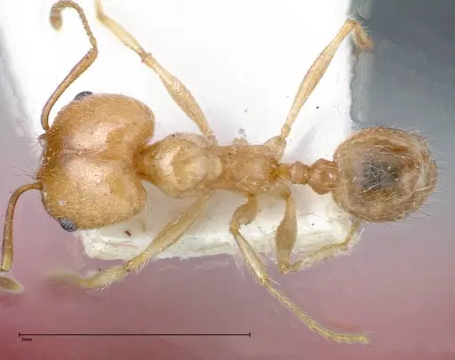 Pheidole morrisii specimen FOCOL0245-2 image focol0245-2_1