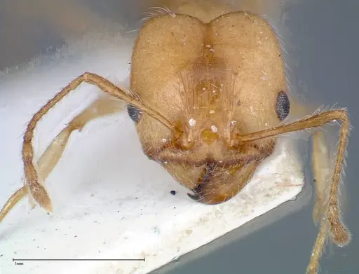 Pheidole morrisii specimen FOCOL0245-2 image focol0245-2_2