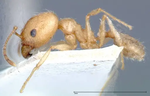 Pheidole morrisii specimen FOCOL0245-2 image focol0245-2_3