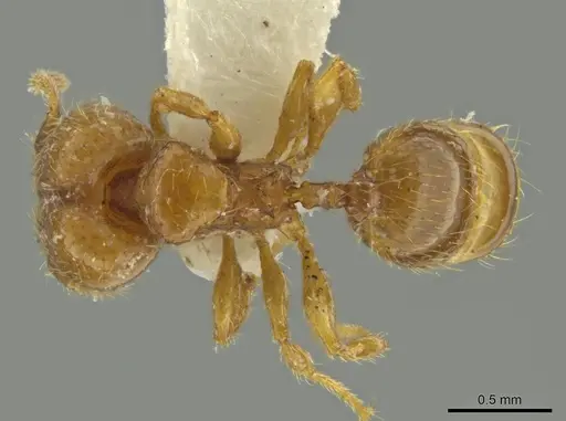 Pheidole moseni specimen CASENT0636788 image casent0636788_1