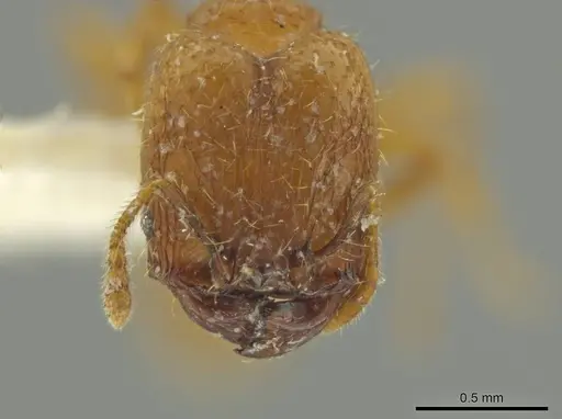 Pheidole moseni specimen CASENT0636788 image casent0636788_2