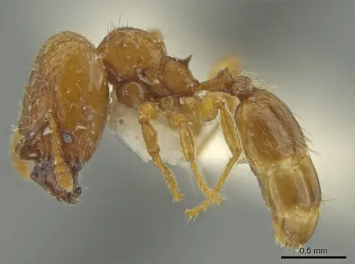 Pheidole moseni specimen CASENT0636788 image casent0636788_3