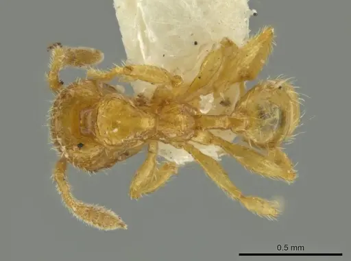 Pheidole moseni specimen JTLC000016466 image jtlc000016466_1