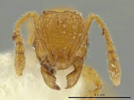 Pheidole moseni specimen JTLC000016466 image jtlc000016466_2
