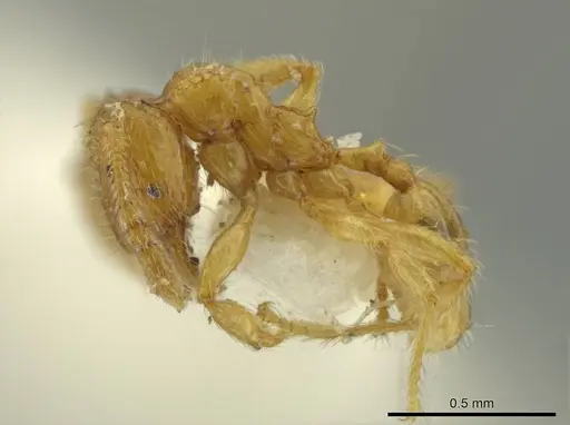 Pheidole moseni specimen JTLC000016466 image jtlc000016466_3