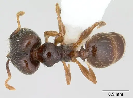 Pheidole mosenopsis specimen CASENT0178035 image casent0178035_1
