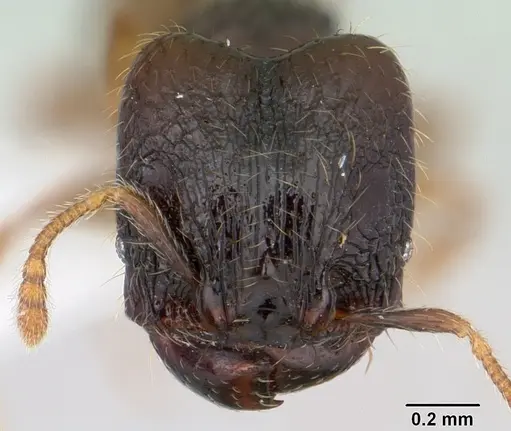 Pheidole mosenopsis specimen CASENT0178035 image casent0178035_2