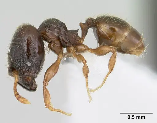 Pheidole mosenopsis specimen CASENT0178035 image casent0178035_3