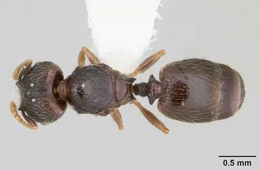 Pheidole mosenopsis specimen CASENT0178036 image casent0178036_1