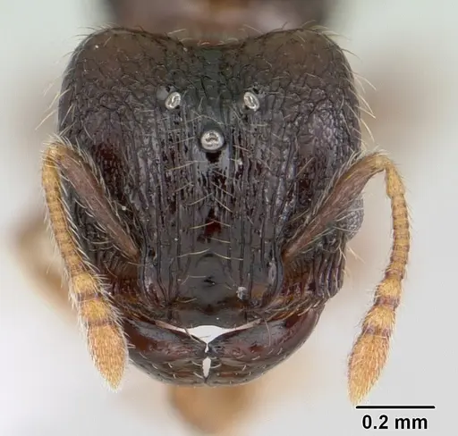 Pheidole mosenopsis specimen CASENT0178036 image casent0178036_2