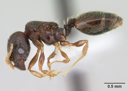 Pheidole mosenopsis specimen CASENT0178036 image casent0178036_3