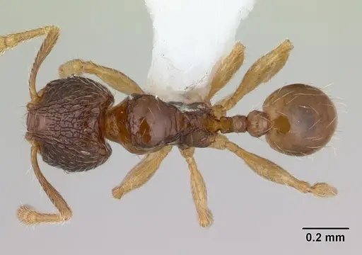 Pheidole mosenopsis specimen CASENT0178037 image casent0178037_1