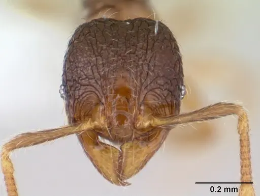Pheidole mosenopsis specimen CASENT0178037 image casent0178037_2