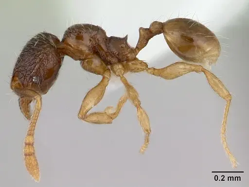 Pheidole mosenopsis specimen CASENT0178037 image casent0178037_3