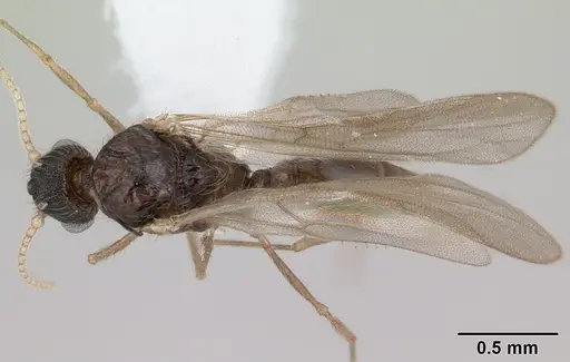 Pheidole mosenopsis specimen CASENT0178038 image casent0178038_1