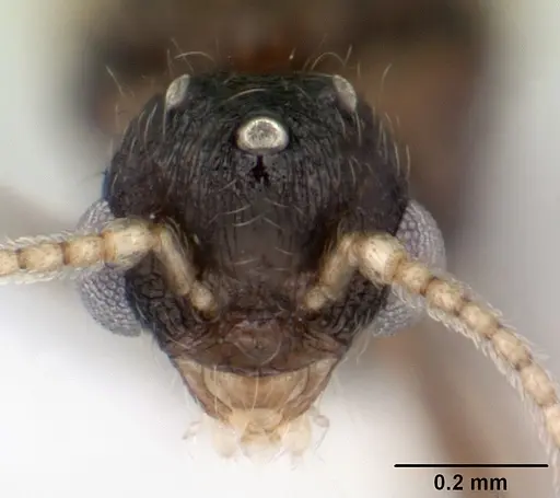 Pheidole mosenopsis specimen CASENT0178038 image casent0178038_2
