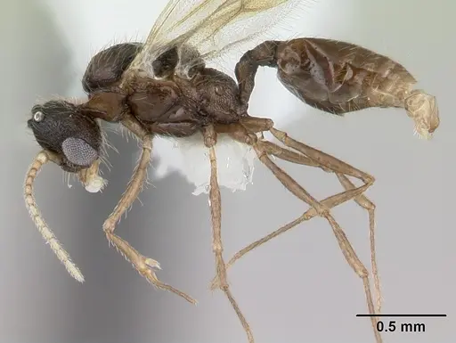 Pheidole mosenopsis specimen CASENT0178038 image casent0178038_3