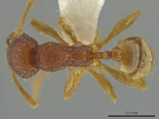 Pheidole moskitia specimen CASENT0612083 image casent0612083_1
