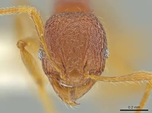 Pheidole moskitia specimen CASENT0612083 image casent0612083_2