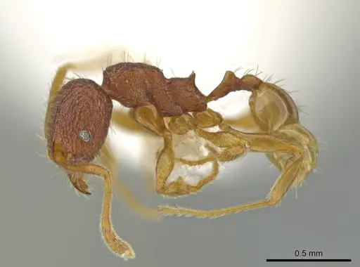 Pheidole moskitia specimen CASENT0612083 image casent0612083_3