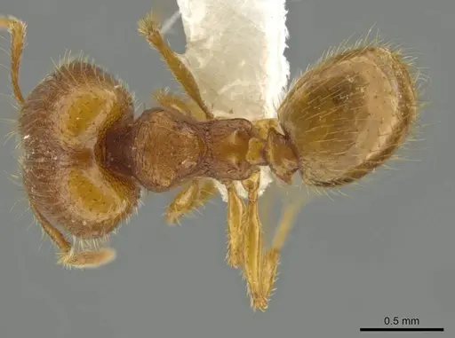 Pheidole moskitia specimen CASENT0612085 image casent0612085_1