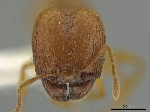 Pheidole moskitia specimen CASENT0612085 image casent0612085_2
