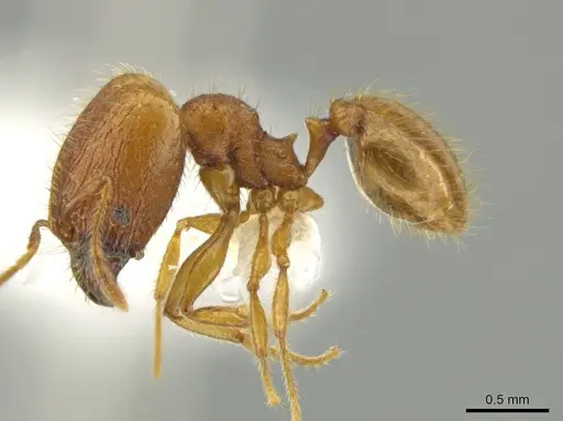 Pheidole moskitia specimen CASENT0612085 image casent0612085_3