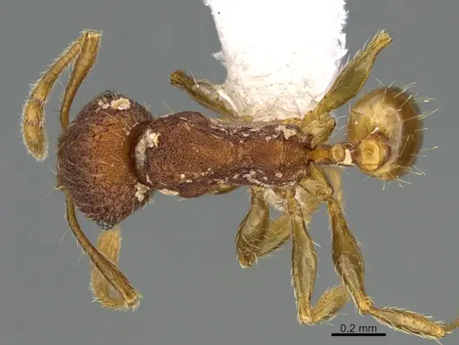 Pheidole moskitia specimen CASENT0612361 image casent0612361_1