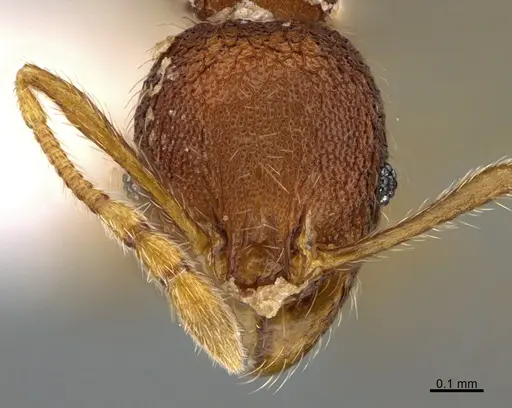 Pheidole moskitia specimen CASENT0612361 image casent0612361_2