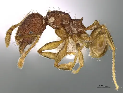 Pheidole moskitia specimen CASENT0612361 image casent0612361_3