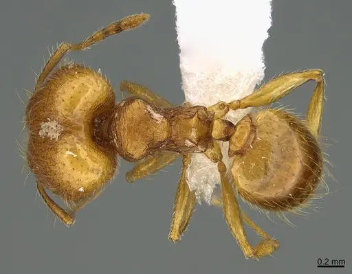Pheidole moskitia specimen CASENT0612363 image casent0612363_1