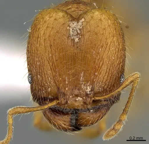 Pheidole moskitia specimen CASENT0612363 image casent0612363_2