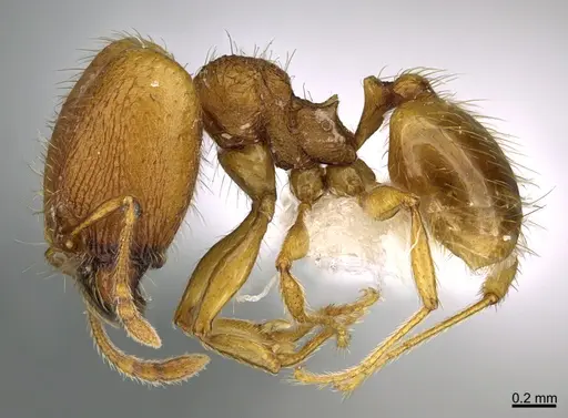 Pheidole moskitia specimen CASENT0612363 image casent0612363_3